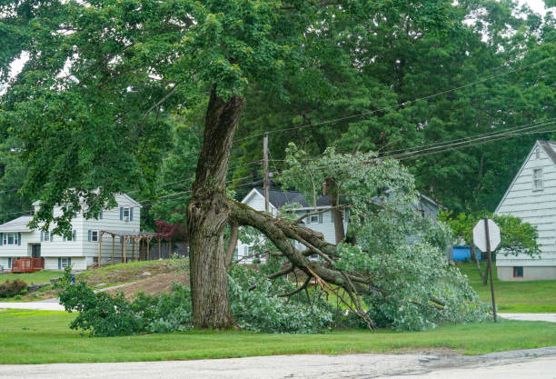 Best Tree Disease Treatment  in Longview Heights, WA